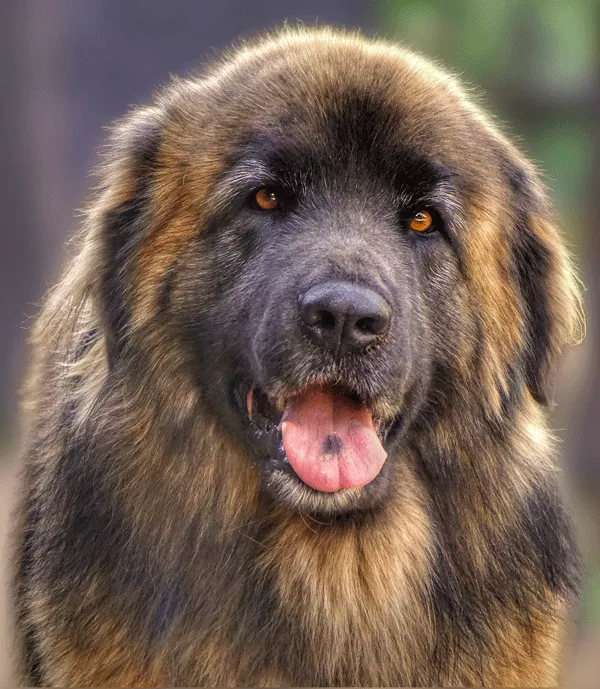 leonberger_bubeck_petfood74695