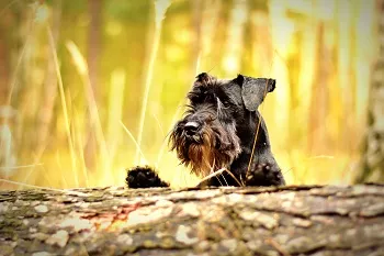 zwergschnauzer3fddf