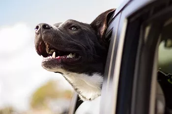 hund-auto9108d
