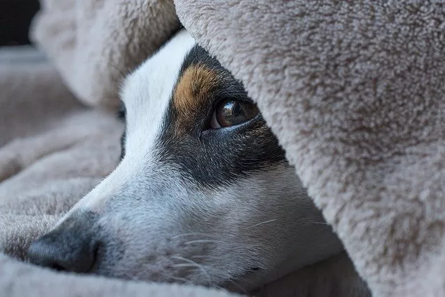 bubeck-hund-unter-der-decke93b46