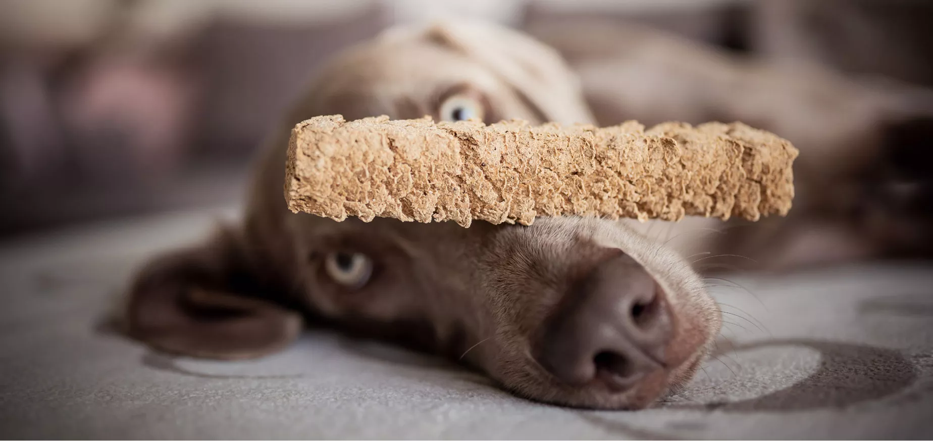 Hund mit Bubeck Hundekuchen auf der Schnauze