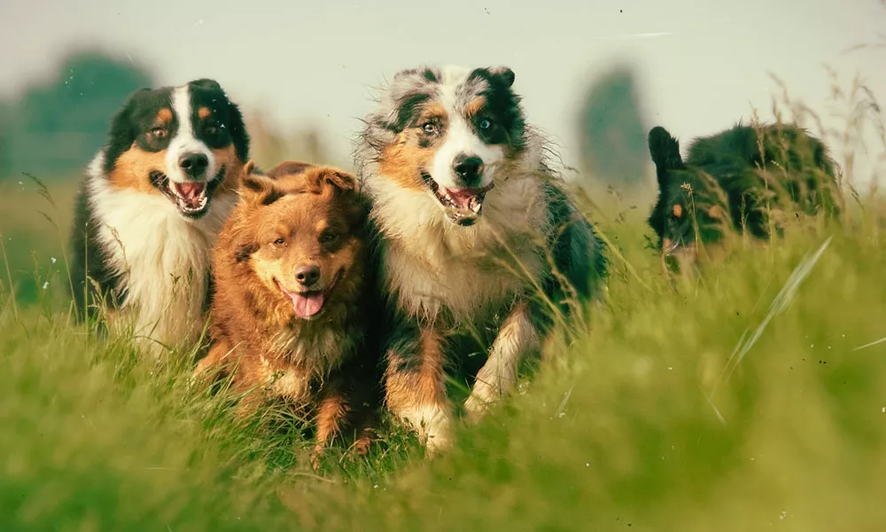 Text_ernaehrung_hunde_1