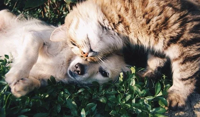 bubeck-hund-katz-freunde62ae0