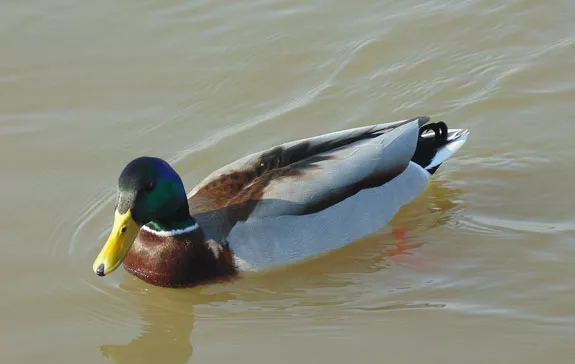 blog_banner_ente_575x364975e5