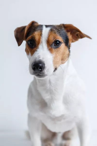 jack-russell-kleinfe983