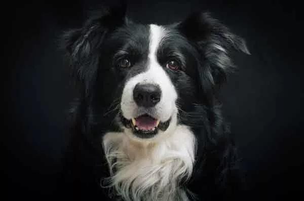 border_collie_bubeck_petfood19228
