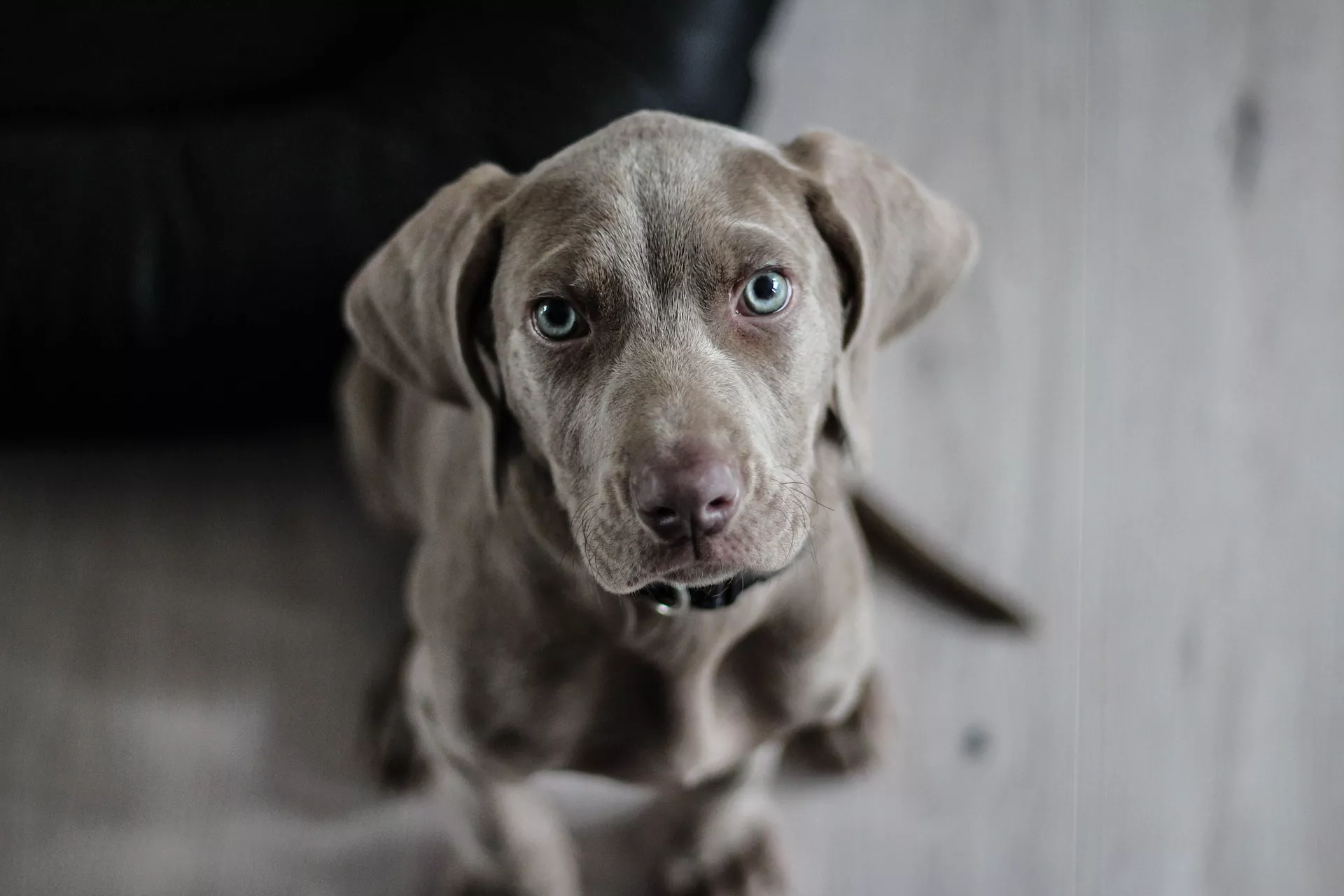 weimaraner-1381186_1920c6aeb