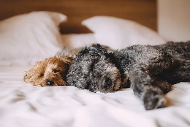 bubeck-hund-im-bett7502a