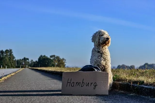 bubeck-hund-tramperf5b34