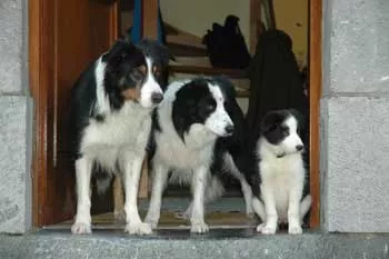 border-collie-bubeck-familie2480c