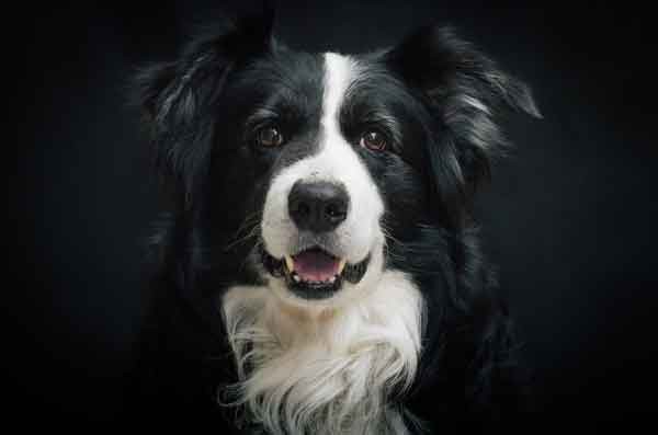 border_collie_Bubeck_petfood