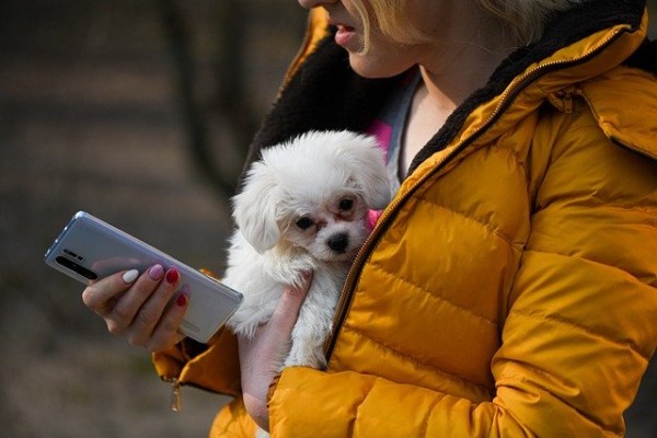 Bubeck-Hund-Handy